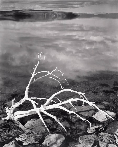 White Branches, Mono Lake, California, 1947