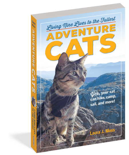 Adventure Cats